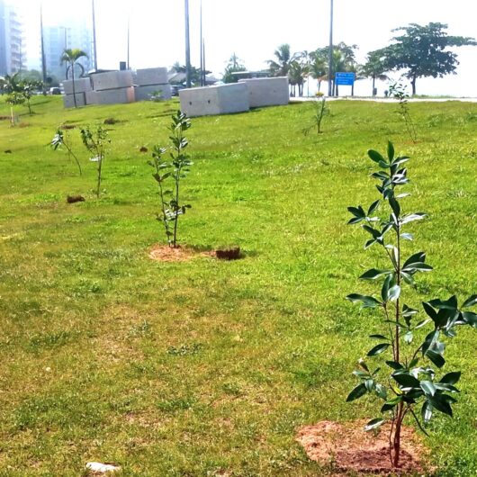 Prefeitura de Caraguatatuba realça arborização urbana com mais de 100 plantios em abril