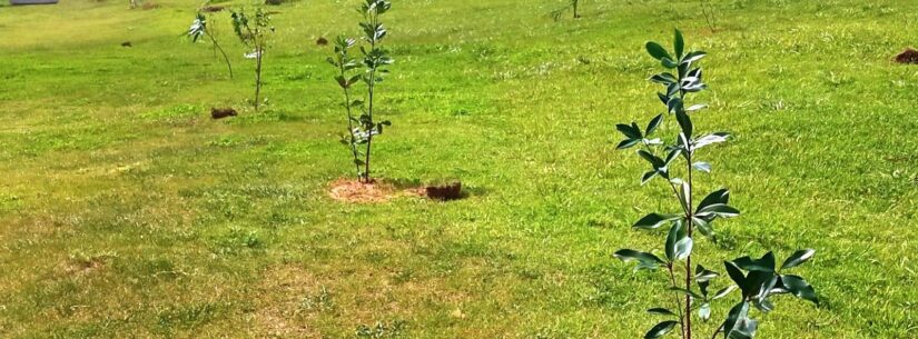 Prefeitura de Caraguatatuba realça arborização urbana com mais de 100 plantios em abril