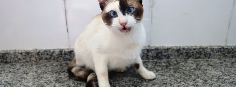 Governo Municipal realiza Feira de Adoção de cães e gatos neste sábado no CCZ de Caraguatatuba