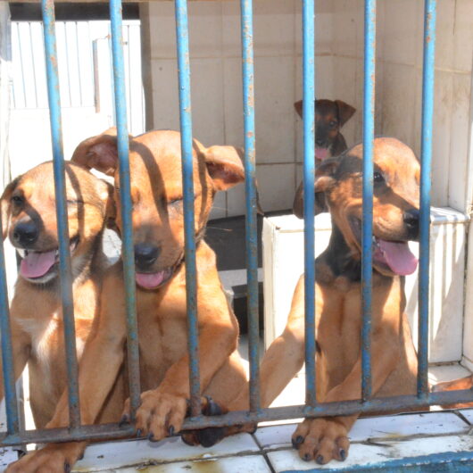 Sábado tem Feira de Adoção de cães e gatos em Caraguatatuba Sábado tem Feira de Adoção de cães e gatos em Caraguatatuba
