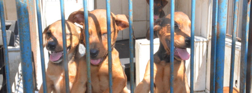Sábado tem Feira de Adoção de cães e gatos em Caraguatatuba