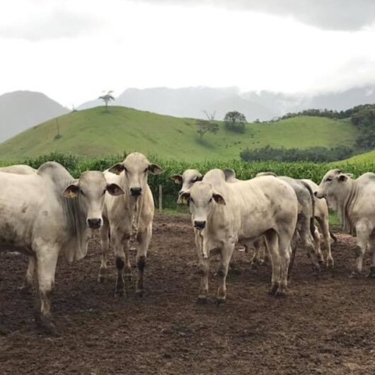 Caraguatatuba retoma vacinação contra brucelose em rebanhos de pequenos produtores Caraguatatuba retoma vacinação contra brucelose em rebanhos de pequenos produtores