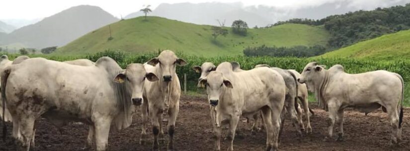 Caraguatatuba retoma vacinação contra brucelose em rebanhos de pequenos produtores Caraguatatuba retoma vacinação contra brucelose em rebanhos de pequenos produtores