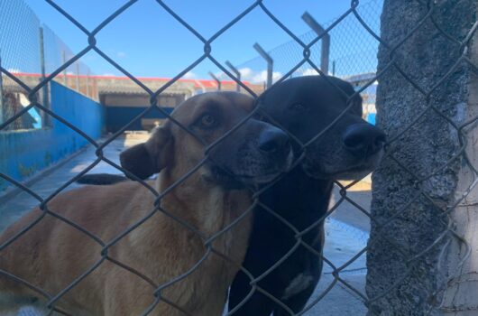Caraguatatuba realiza nova feira de adoção de cães e gatos neste sábado Caraguatatuba realiza nova feira de adoção de cães e gatos neste sábado