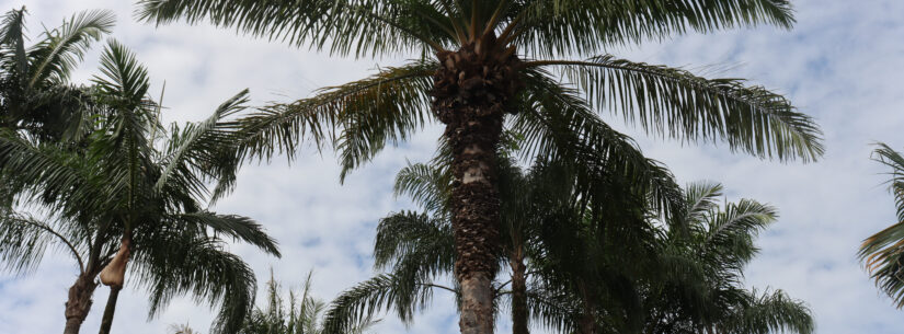 Remoção de coqueiros na Praça Diógenes continua por recomendação da Defesa Civil Remoção de coqueiros na Praça Diógenes continua por recomendação da Defesa Civil
