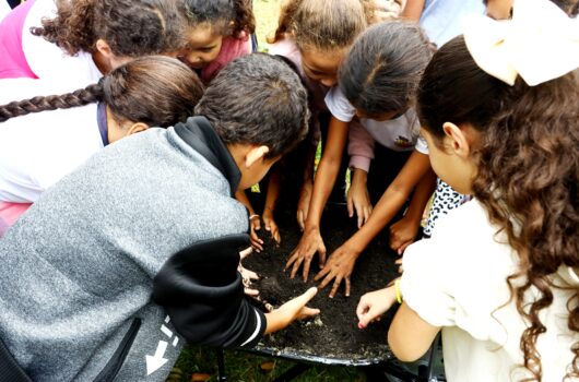 Alunos plantam mudas de árvore com projeto Arborizar em Caraguatatuba Alunos plantam mudas de árvore com projeto Arborizar em Caraguatatuba