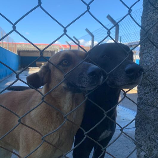 Centro de Controle de Zoonoses abre vagas do Programa de Controle Populacional de cães e gatos na sexta-feira Centro de Controle de Zoonoses abre vagas do Programa de Controle Populacional de cães e gatos na sexta-feira