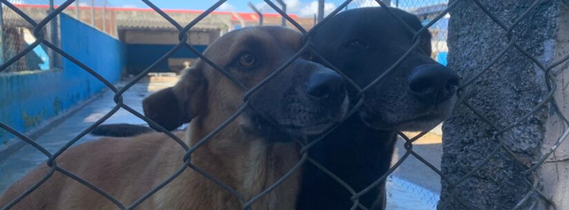 Centro de Controle de Zoonoses abre vagas do Programa de Controle Populacional de cães e gatos na sexta-feira Centro de Controle de Zoonoses abre vagas do Programa de Controle Populacional de cães e gatos na sexta-feira