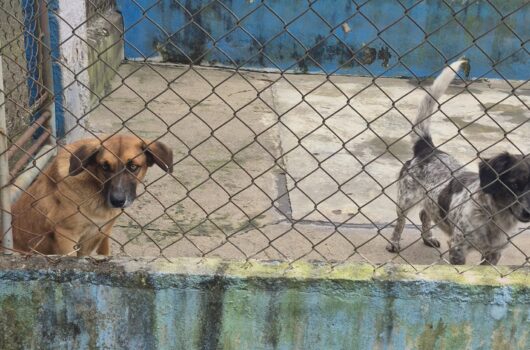 Cachorros e gata conseguem um novo lar na Feira de Adoção do CCZ Cachorros e gata conseguem um novo lar na Feira de Adoção do CCZ