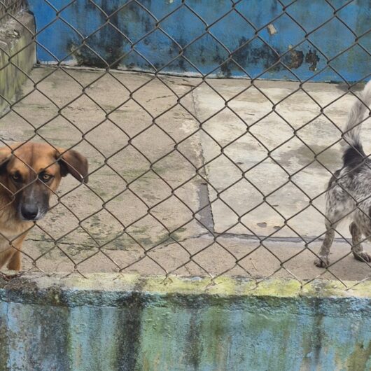 Cachorros e gata conseguem um novo lar na Feira de Adoção do CCZ Cachorros e gata conseguem um novo lar na Feira de Adoção do CCZ