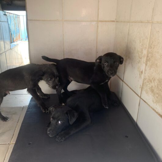 Centro de Controle de Zoonoses abre 250 vagas do programa de controle populacional de cães e gatos na sexta-feira