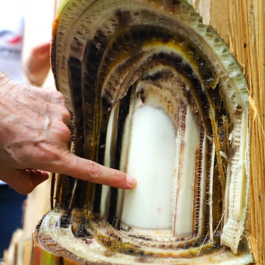Caraguatatuba orienta produtores sobre prevenção da doença fusariose na bananicultura