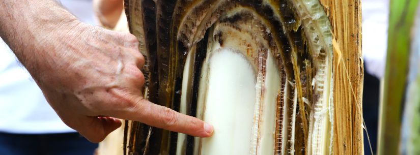 Caraguatatuba orienta produtores sobre prevenção da doença fusariose na bananicultura