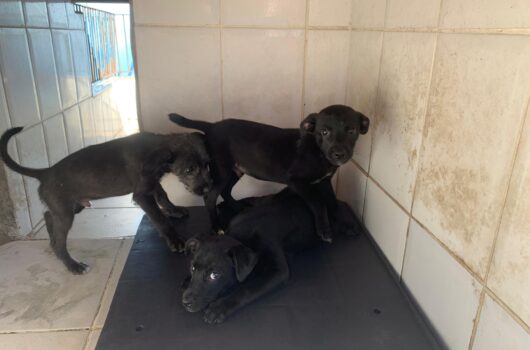Centro de Controle de Zoonoses abre 100 vagas do programa de controle populacional de cães e gatos na segunda-feira Centro de Controle de Zoonoses abre 100 vagas do programa de controle populacional de cães e gatos na segunda-feira