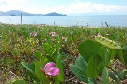 Caraguatatuba inicia projeto de recuperação do jundú para proteger praias e biodiversidade Caraguatatuba inicia projeto de recuperação do jundú para proteger praias e biodiversidade