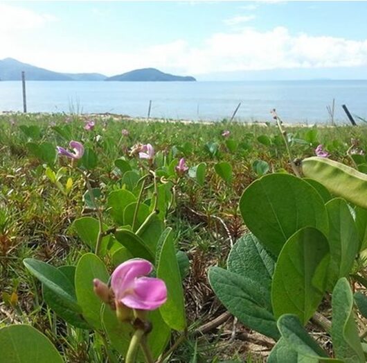 Caraguatatuba inicia projeto de recuperação do jundú para proteger praias e biodiversidade