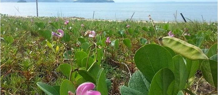 Caraguatatuba inicia projeto de recuperação do jundú para proteger praias e biodiversidade Caraguatatuba inicia projeto de recuperação do jundú para proteger praias e biodiversidade