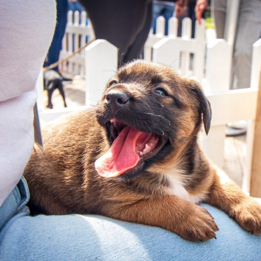 Sábado é dia de Feira de Adoção no Centro de Controle de Zoonoses de Caraguatatuba
