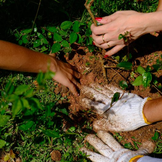 Orla do Centro de Caraguatatuba recebe plantio de arvores e mutirão de limpeza em mobilização nacional para COP30