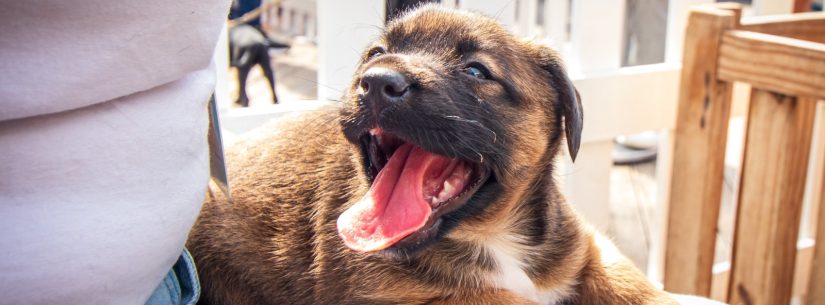 Sábado tem Feira de Adoção no Centro de Controle de Zoonoses de Caraguatatuba
