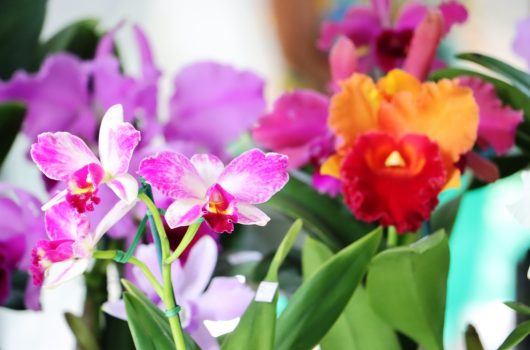 45ª Exposição de Orquídeas em Caraguatatuba começa nesta sexta-feira 45ª Exposição de Orquídeas em Caraguatatuba começa nesta sexta-feira