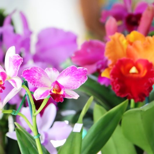 Caraguatatuba celebra 45ª Exposição de Orquídeas com foco na biodiversidade local