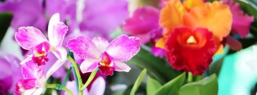 Caraguatatuba celebra 45ª Exposição de Orquídeas com foco na biodiversidade local
