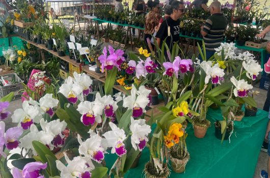 46ª Exposição de Orquídeas do Litoral Norte encanta Caraguatatuba neste fim de semana