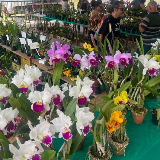 45ª Exposição de Orquídeas Caraguatatuba recebe visitantes de cinco estados 45ª Exposição de Orquídeas Caraguatatuba recebe visitantes de cinco estados