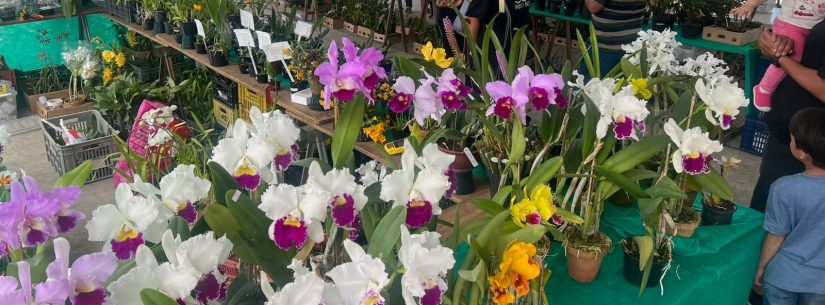45ª Exposição de Orquídeas Caraguatatuba recebe visitantes de cinco estados 45ª Exposição de Orquídeas Caraguatatuba recebe visitantes de cinco estados