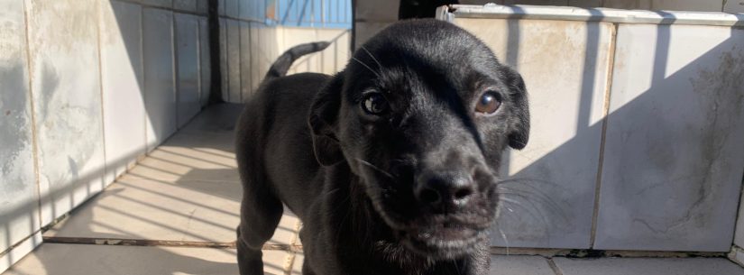 Abertas 250 vagas para programa de controle populacional de cães e gatos nesta sexta-feira em Caraguatatuba
