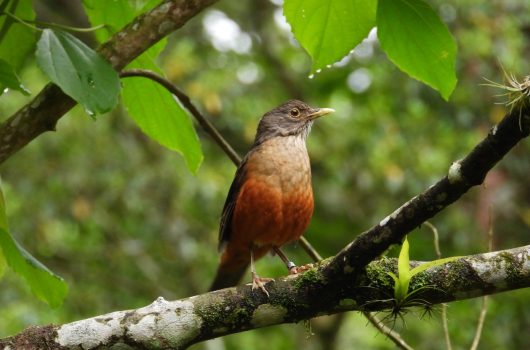 120 aves silvestres reabilitadas são devolvidas à natureza em Caraguatatuba