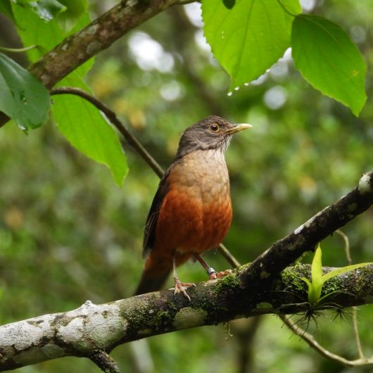 120 aves silvestres reabilitadas são devolvidas à natureza em Caraguatatuba