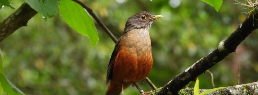 120 aves silvestres reabilitadas são devolvidas à natureza em Caraguatatuba