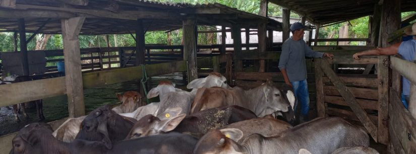 Caraguatatuba reforça prevenção e realiza vacinação contra a brucelose em propriedades rurais do município