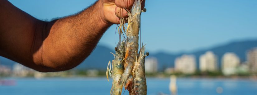 Período de defeso do camarão começa nesta quarta-feira (28) em Caraguatatuba