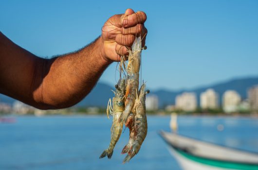 Consumo de pescado local valoriza tradição e impulsiona desenvolvimento de Caraguatatuba