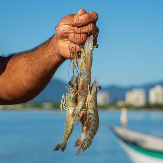 Consumo de pescado local valoriza tradição e impulsiona desenvolvimento de Caraguatatuba