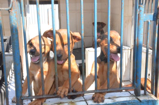 Centro de Controle de Zoonoses realiza primeira Feira de Adoção de 2026 neste sábado