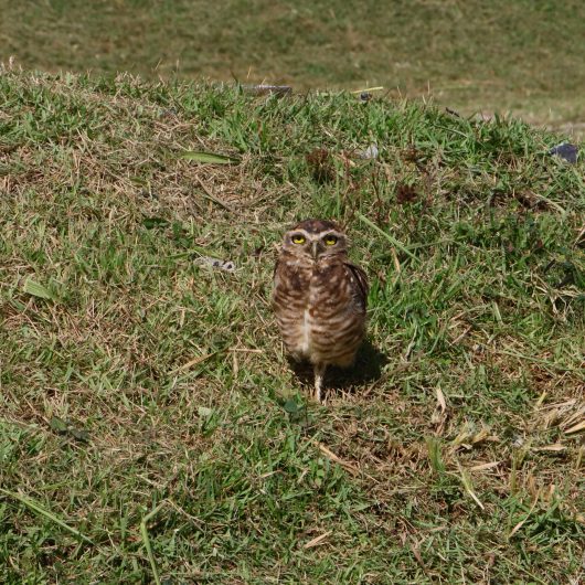 Caraguatatuba reforça proteção às tocas de corujas e orienta moradores e visitantes sobre respeito à sinalização ambiental