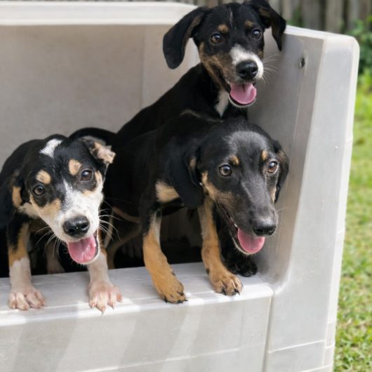 Cães e gatos estão disponíveis para adoção no Centro de Controle de Zoonoses neste sábado em Caraguatatuba