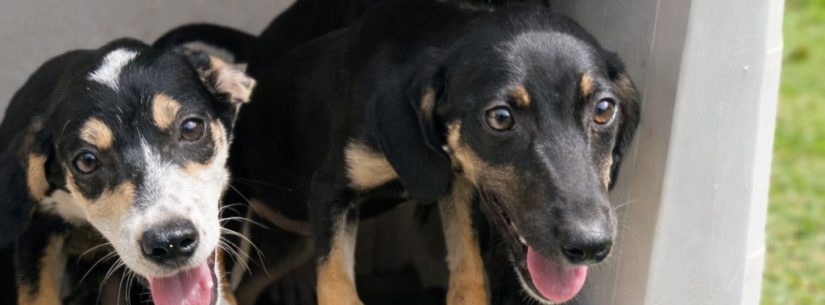 Cães e gatos estão disponíveis para adoção no Centro de Controle de Zoonoses neste sábado em Caraguatatuba
