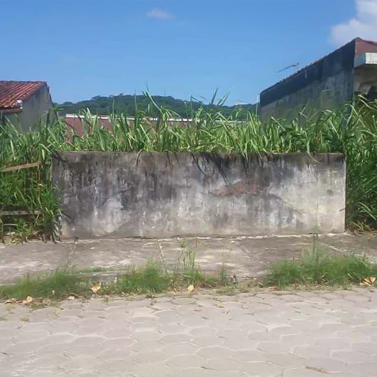 0225 Mato Alto de terreno - divulgação