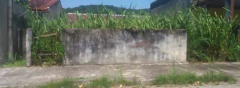0225 Mato Alto de terreno - divulgação