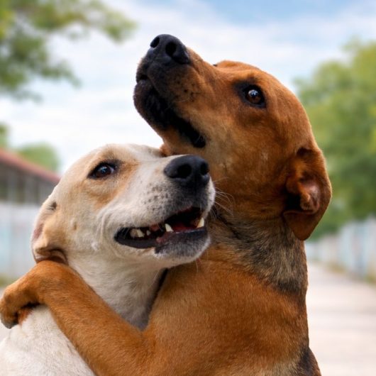 Centro de Controle de Zoonoses abre 250 vagas para agendar castração de cães e gatos nesta sexta-feira