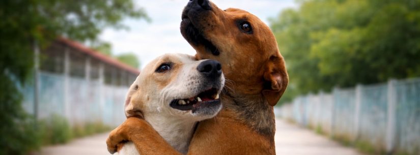 Centro de Controle de Zoonoses abre 250 vagas para agendar castração de cães e gatos nesta sexta-feira