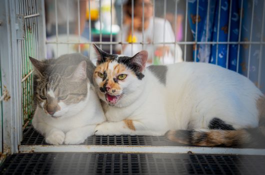 55138479533_0be1f0e9ea_o