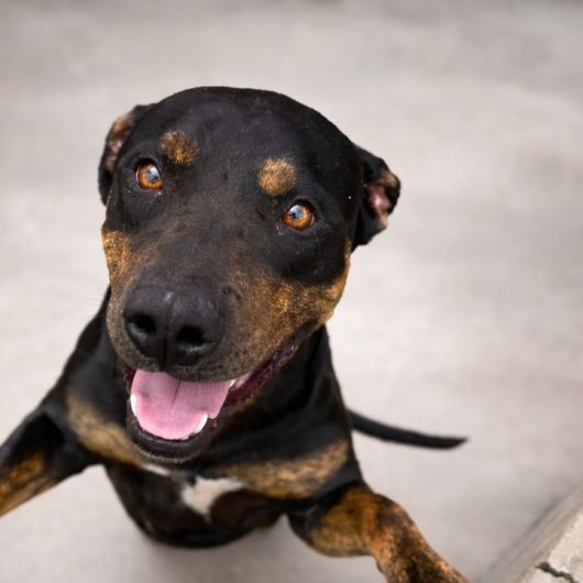 Caraguatatuba promove feira de adoção neste sábado e convida população a participar