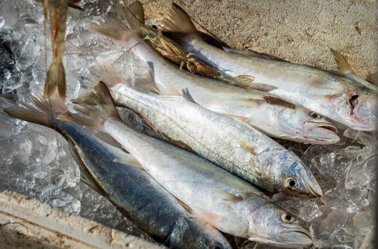 0108 Pescadores Camaroeiro - Hugo Labanca-06054