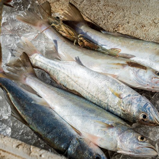 0108 Pescadores Camaroeiro - Hugo Labanca-06054